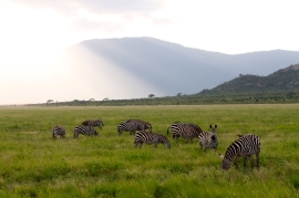 Zebras Tsavo East